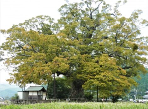 御神木_新田神社のケヤキ