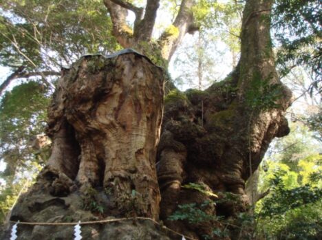 御神木_来宮（きのみや）神社の大楠