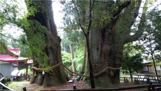 御神木_八坂神社の大杉