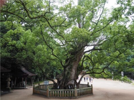 御神木_大山祇神社・大楠