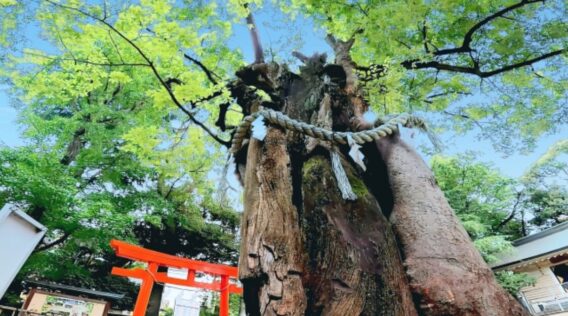 御神木_新田神社のケヤキ