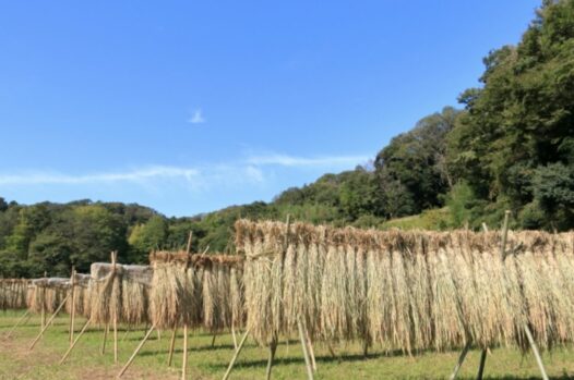 しめ縄_稲作_祈りのかたち