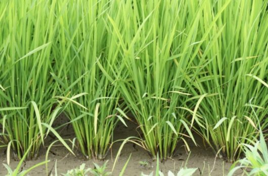 しめ縄_秋_関係