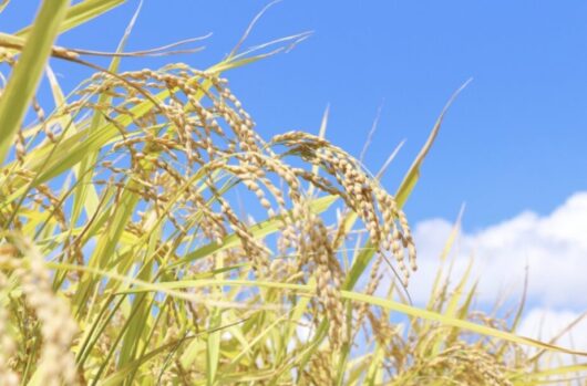 しめ縄_秋_職人_準備