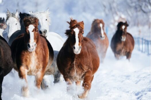 しめ縄_馬九行久(うまくいく)