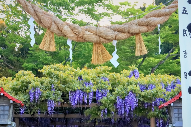 しめ縄の向きの左右は重要！左右の見分け方や法則について解説 - 株式