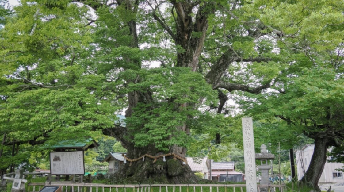御神木とは何か?しめ縄が巻いてある木の意味や参拝方法、有名な御神木7選をご紹介 - 株式会社 折橋商店